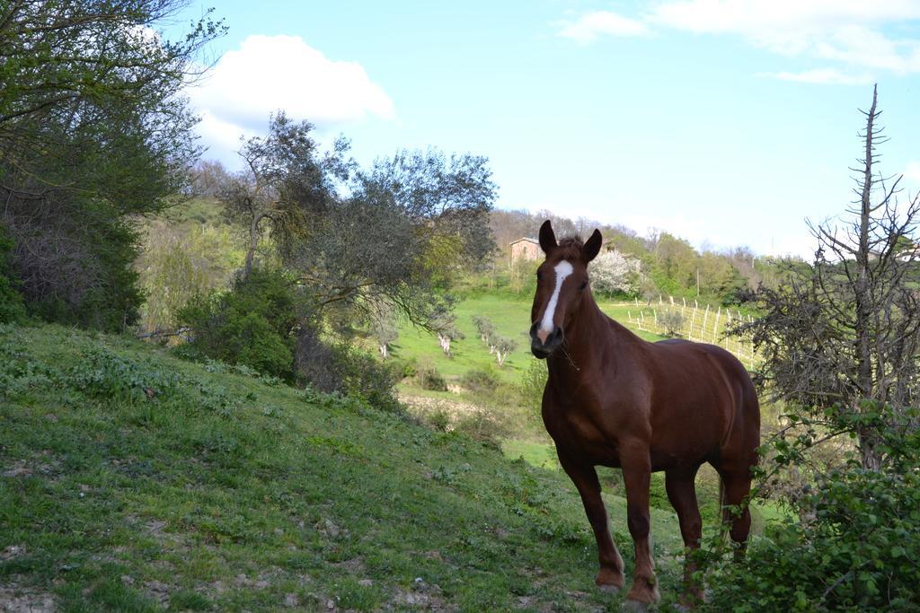 Agriturismo Marano Mengara エクステリア 写真